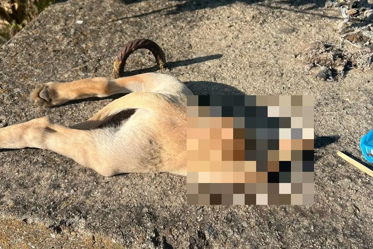Uno dei cuccioli fatti a pezzi rinvenuti alla periferia di San Gavino