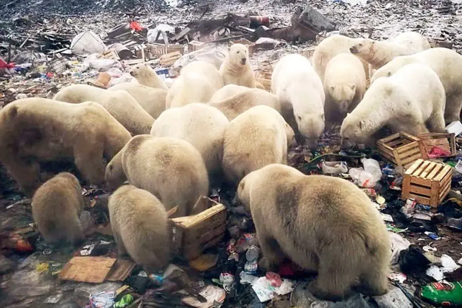 Gli orsi rovistano nella discarica alla ricerca di cibo (foto Twitter)