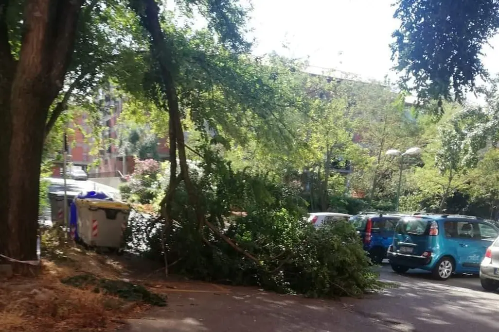 L'ennesimo grosso ramo caduto in piazza Puccini (foto Tellini)