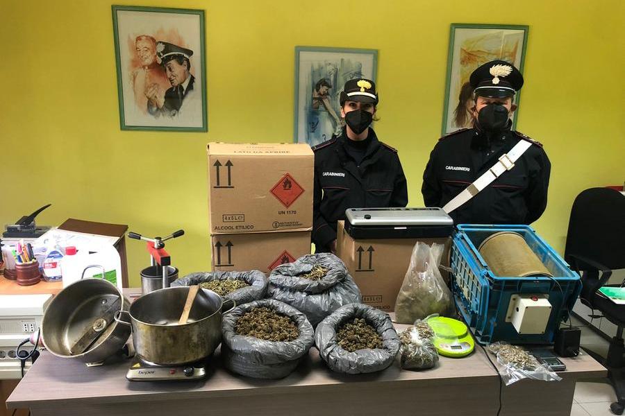 La marijuana sequestrata (foto Carabinieri)