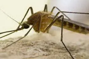 Le zanzare sono uno dei mezzi di trasmissione della malattia