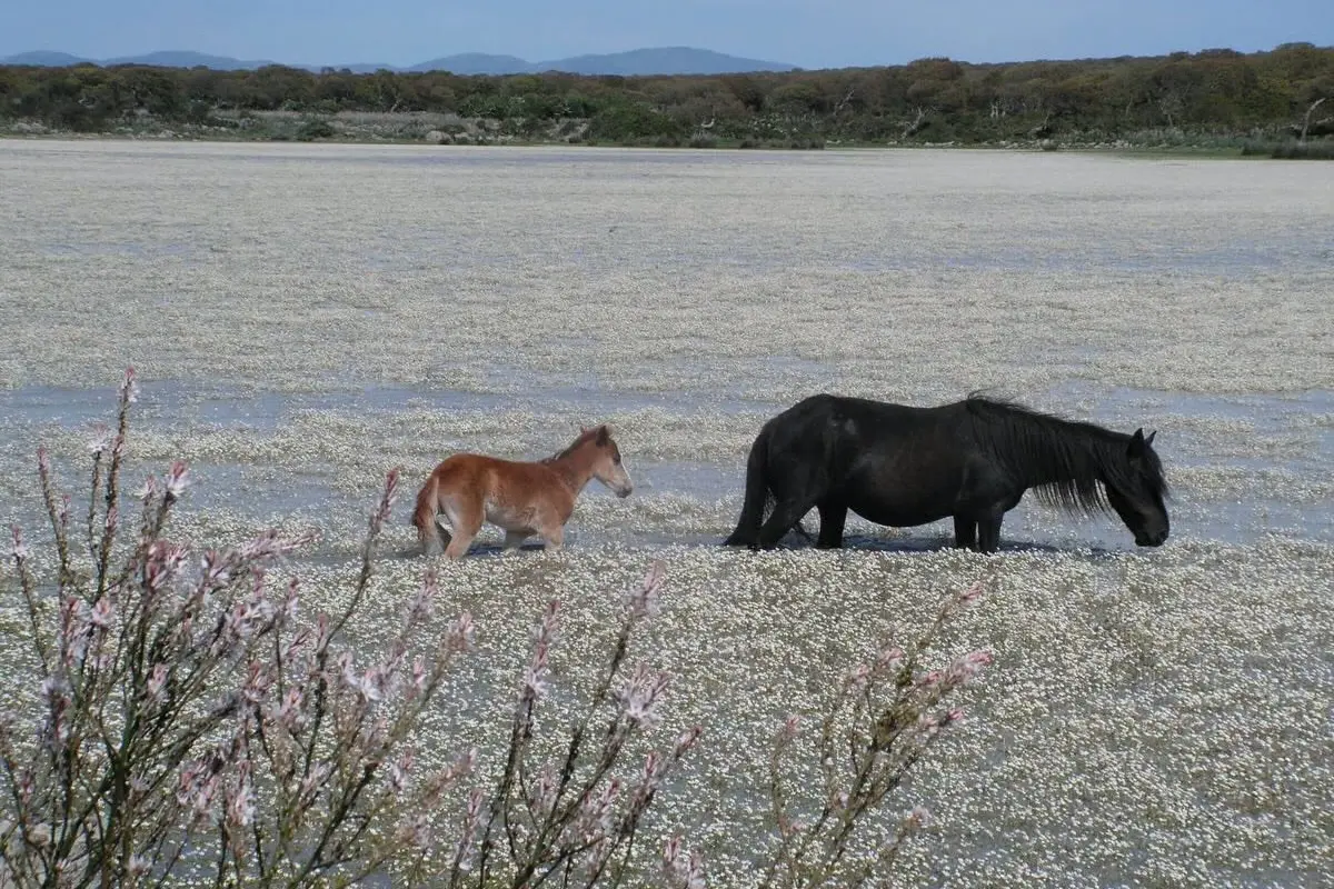 I cavallini della Giara tra i ranuncoli (foto Fondazione Altopiano della Giara/Antonello Piras)