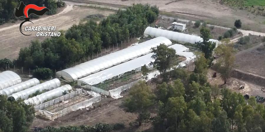 Maxi piantagione di marijuana a Terralba: gli indagati in carcere