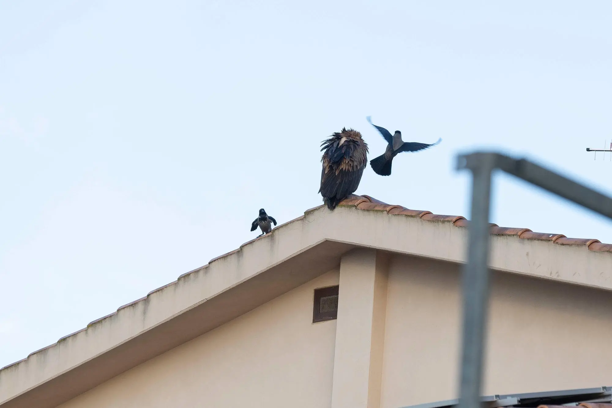 Il grifone questa mattina a Carbonia, disturbato dalle cornacchie (foto Fabio Murru)