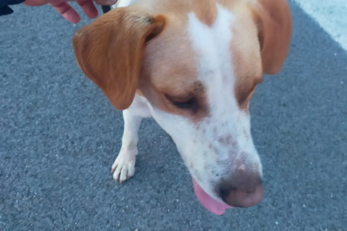 Il cane recuperato dalla Polizia sulla 131 (foto Oggianu)