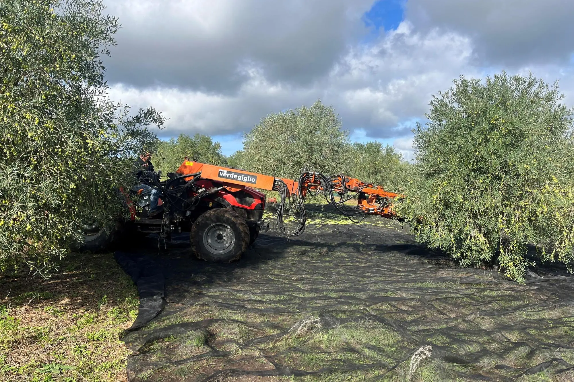 La raccolta delle olive