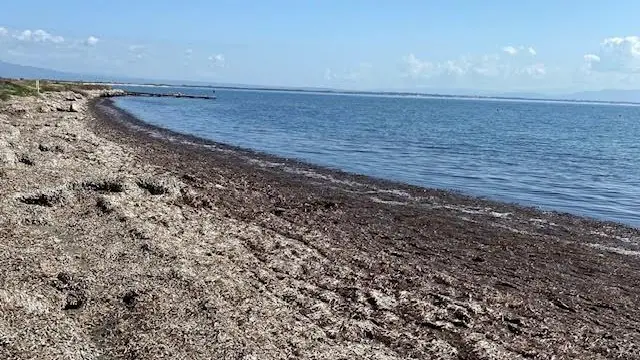 Cabras, troppe alghe in spiaggia: «il litorale di Mare Morto è inagibile»