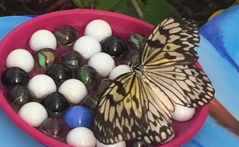 È stato ricreato un habitat ideale per le farfalle