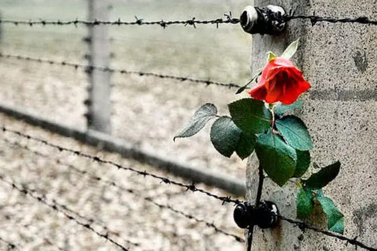Una rosa davanti a un campo di concentramento