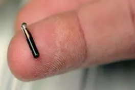 Microchip (foto da google)