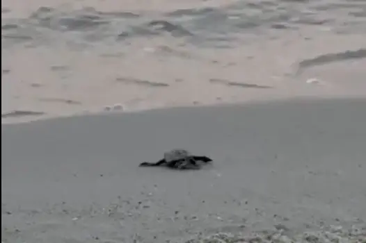 Una delle tartarughe (fermo immagine da video)