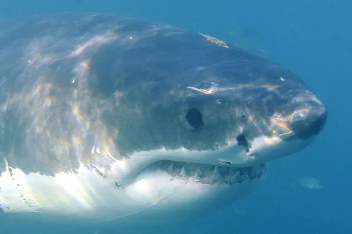 Uno squalo (ANSA/HELMUT FOHRINGER)