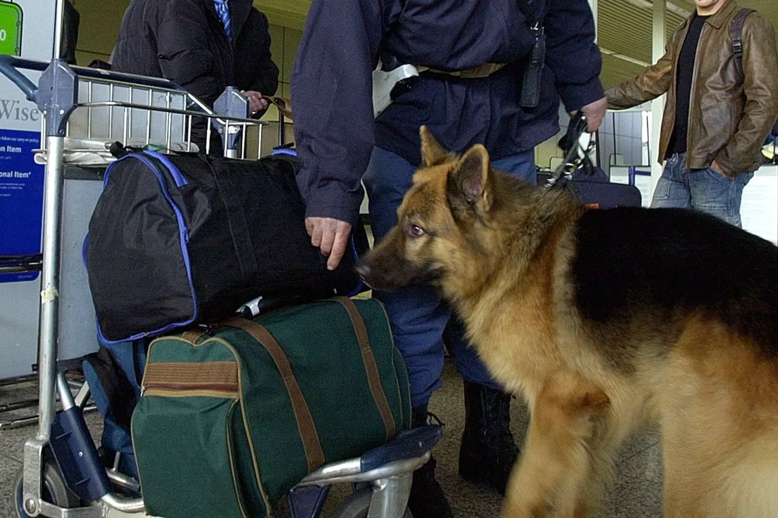 Un cane controlla i bagagli in aeroporto  (L'Unione Sarda)