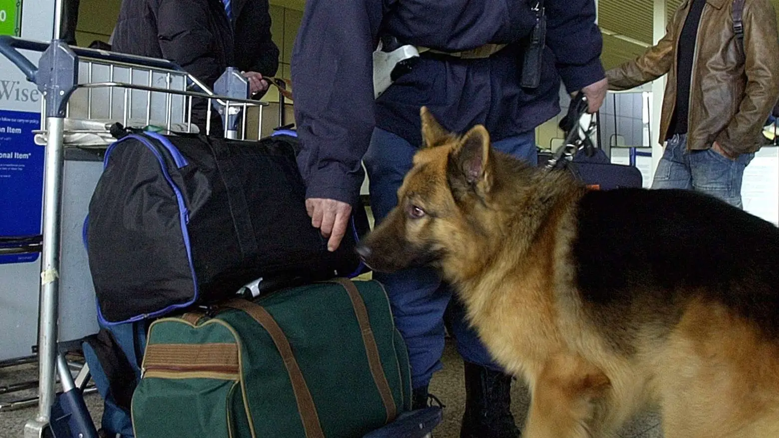 Cani da guardia contro la peste suina in porti e aeroporti della Sardegna
