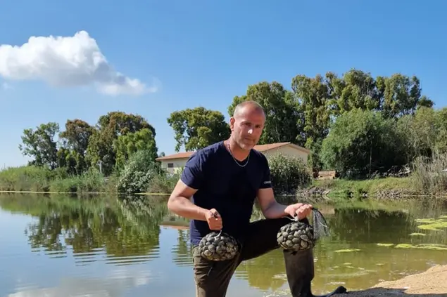 Il presidente del Consorzio di Santa Giusta Emanuele Cossu con le vongole (Foto di Sara Pinna)