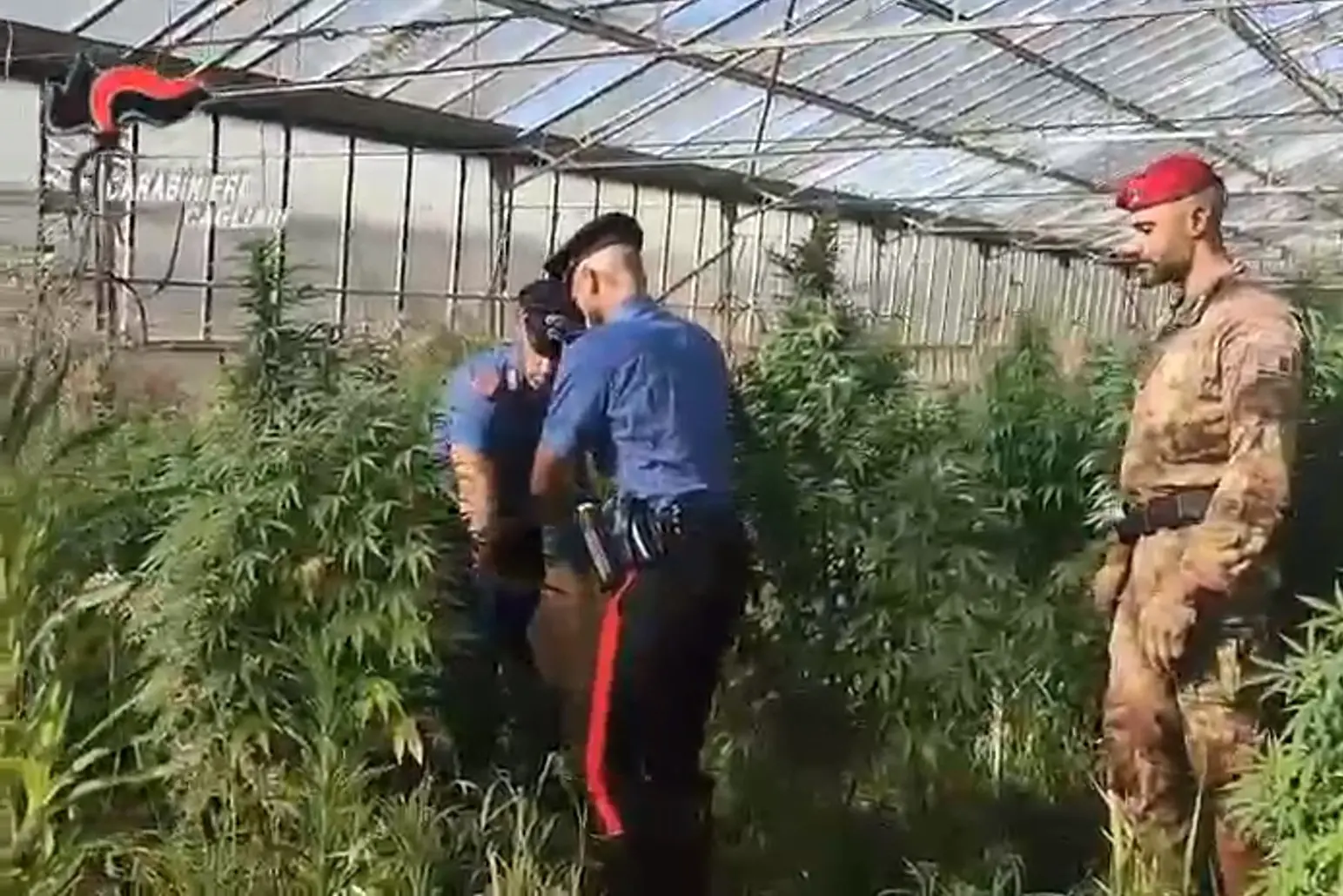 La piantagione di marijuana scoperta a Sestu (foto carabinieri Cagliari)