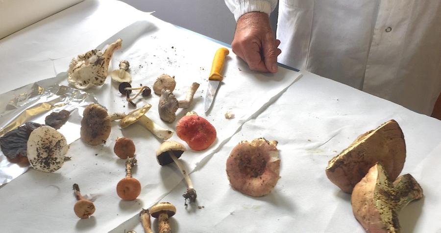 Riaperti gli sportelli di controllo micologico a Olbia e Tempio