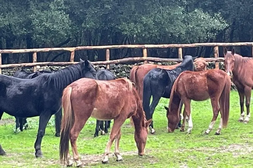 I cavalli del Sarcidano (Foto Comune di Laconi)
