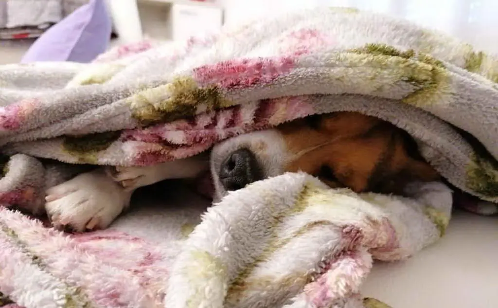 Vasco, &quot;adorabile Jack Russell&quot;, la foto inviata da Augusta di Barumini