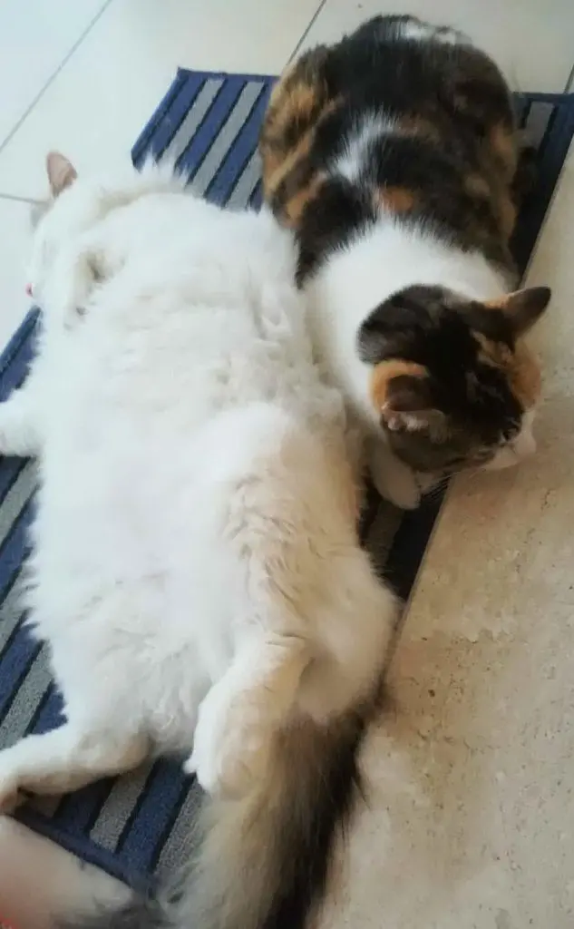 Toto e Tino