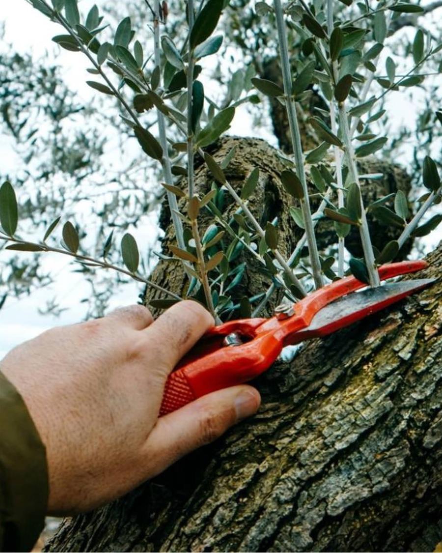 Mandas punta sulla formazione agricola: successo per il corso di potatura dell’olivo e della vite
