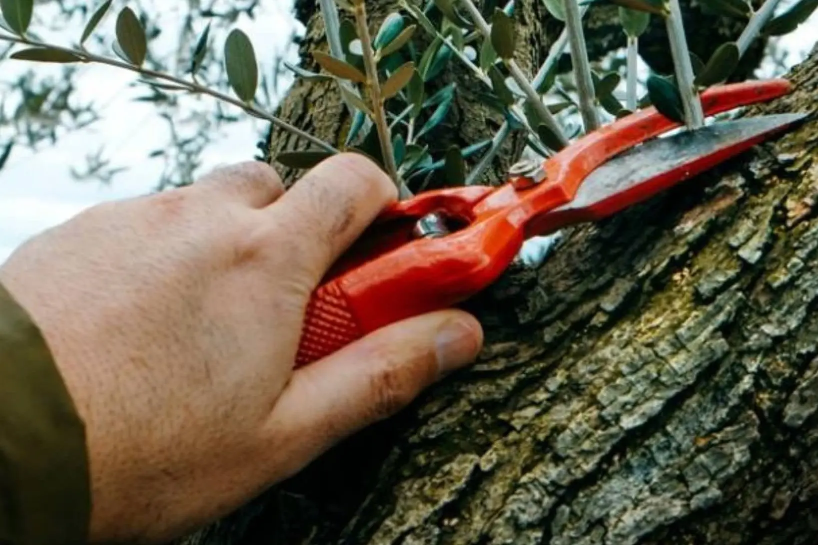 Potatura (immagine simbolo)