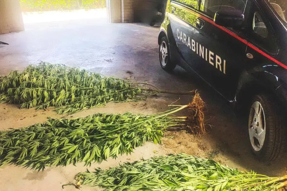 Le piante sequestrate (foto Fiori)