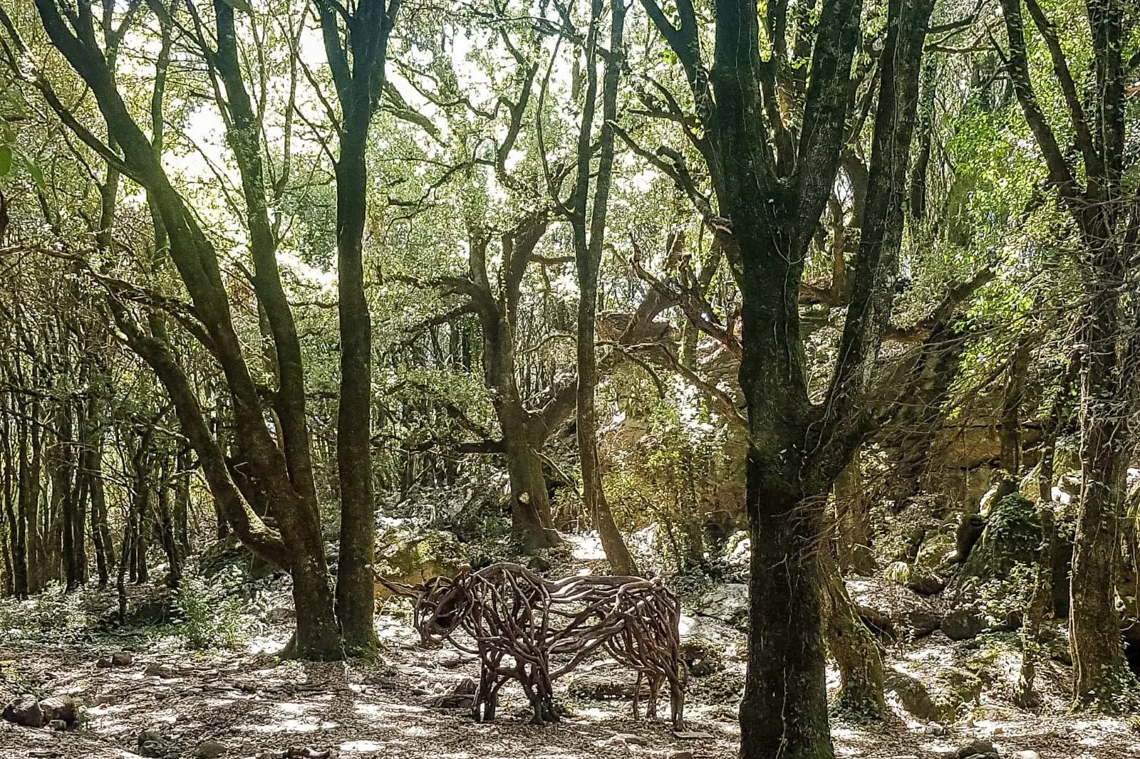 Uno scorcio del bosco a Pau (foto concessa)