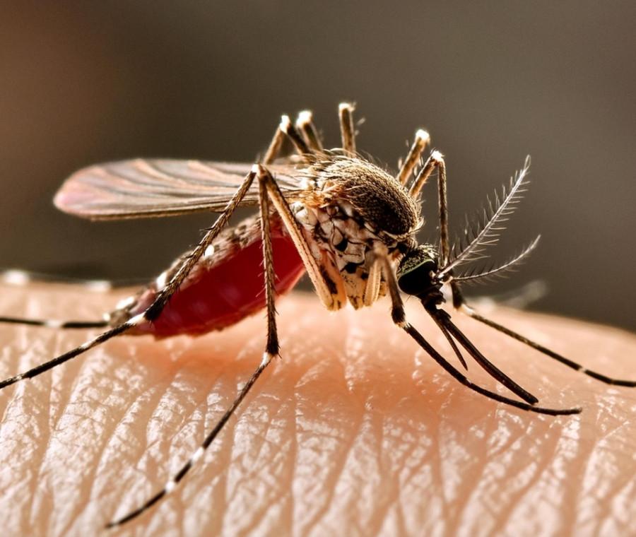 Torregrande, doppio intervento di disinfestazione contro le zanzare