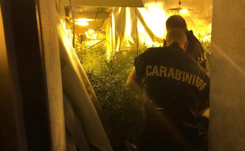 L'uomo nascondeva in casa una serra di marijuana