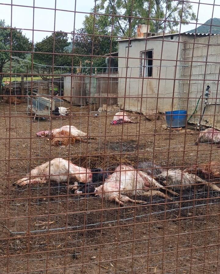 Trenta capre uccise da due pitbull nelle campagne di Sa Nucci