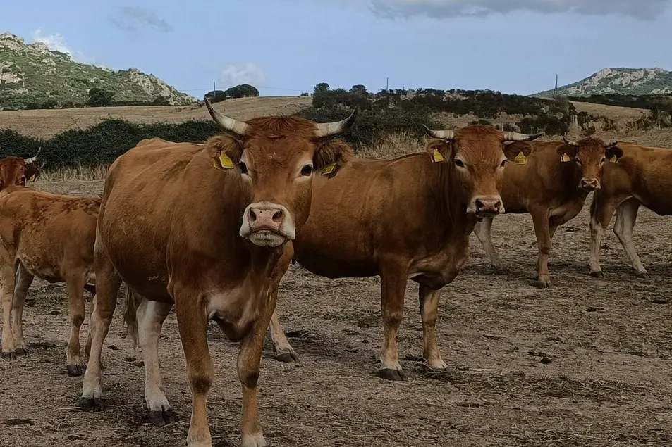 Bovini al pascolo