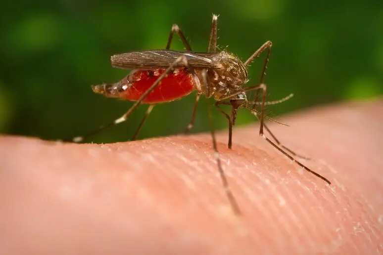 Una zanzara (foto Ansa)