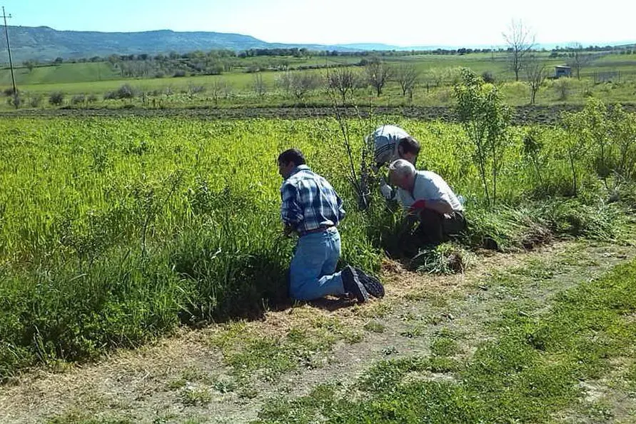 Il duro lavoro nei campi