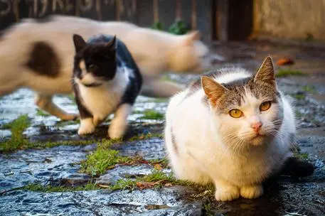&quot;Il mio gatto sbranato dai cani a Quartu&quot; (immagine simbolo, foto Ansa)