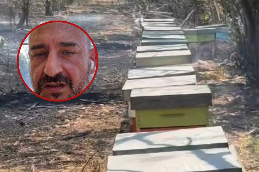 San Sperate, api regine salvate dall’incendio: «Un patrimonio genetico inestimabile»