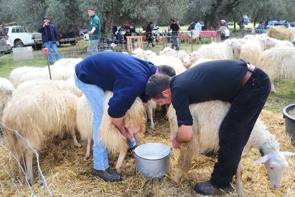 Mungitura durante la fiera degli ovini e bovini di Villamassargia