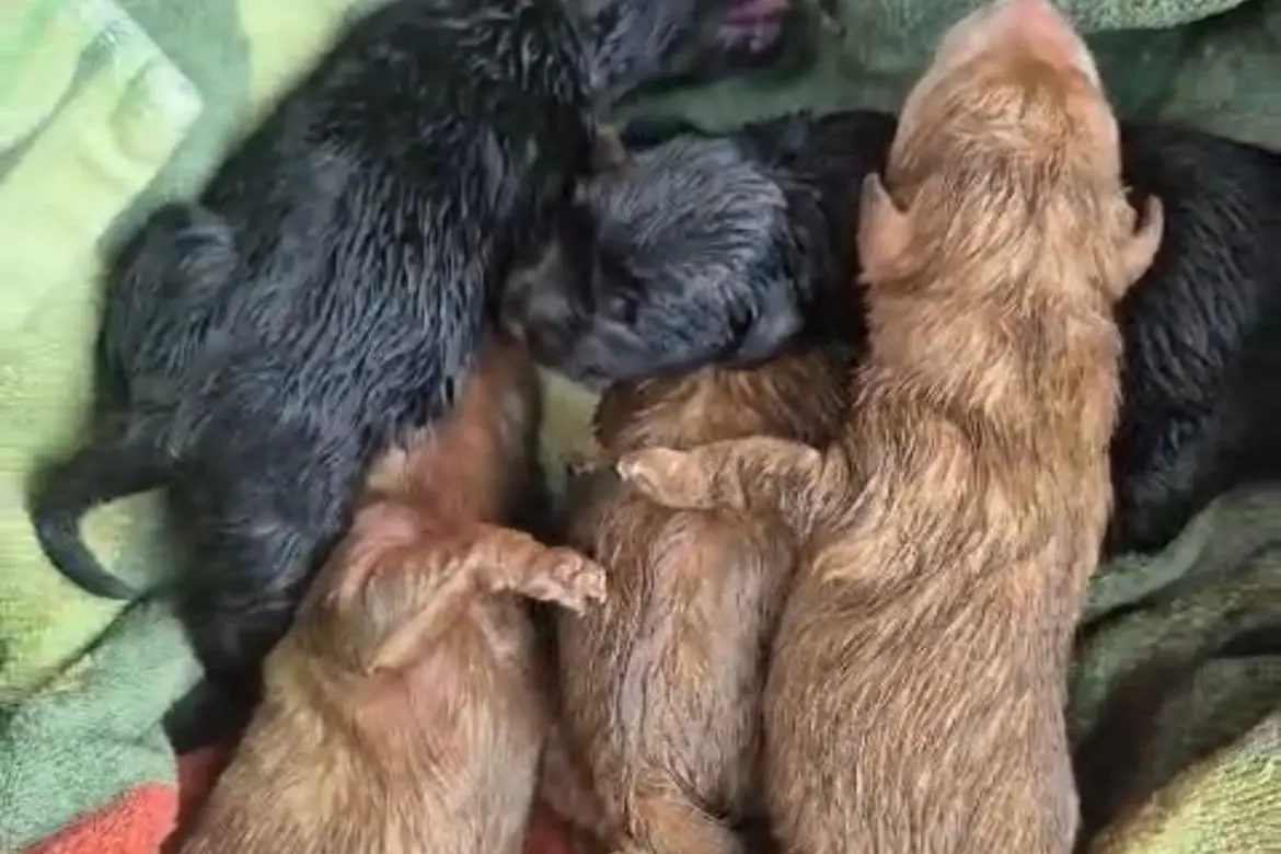 I cinque cuccioli abbandonati a Simaxis (foto concessa)