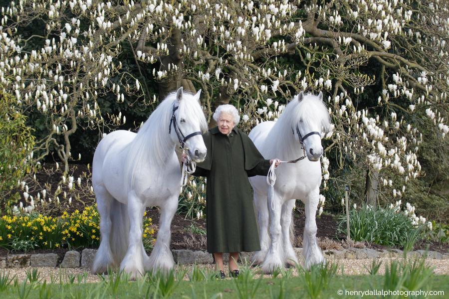 I 96 anni di Elisabetta, la regina più longeva: Buckingham Palace la celebra con una foto tra due pony
