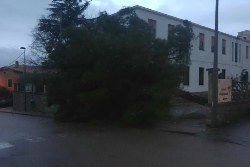 L'albero abbattuto dal vento