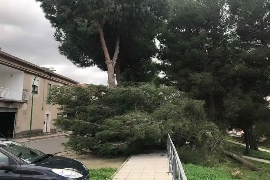 L'albero sradicato in via Sardegna