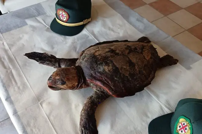 Tartaruga marina imbalsamata trovata a Porto Torres (foto concessa)