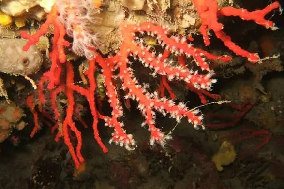 Corallo rosso (Ansa)