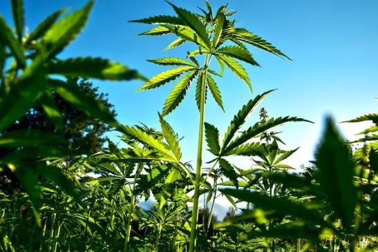Una piantagione di cannabis