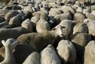 Quando la tosatura delle pecore diventa uno sport