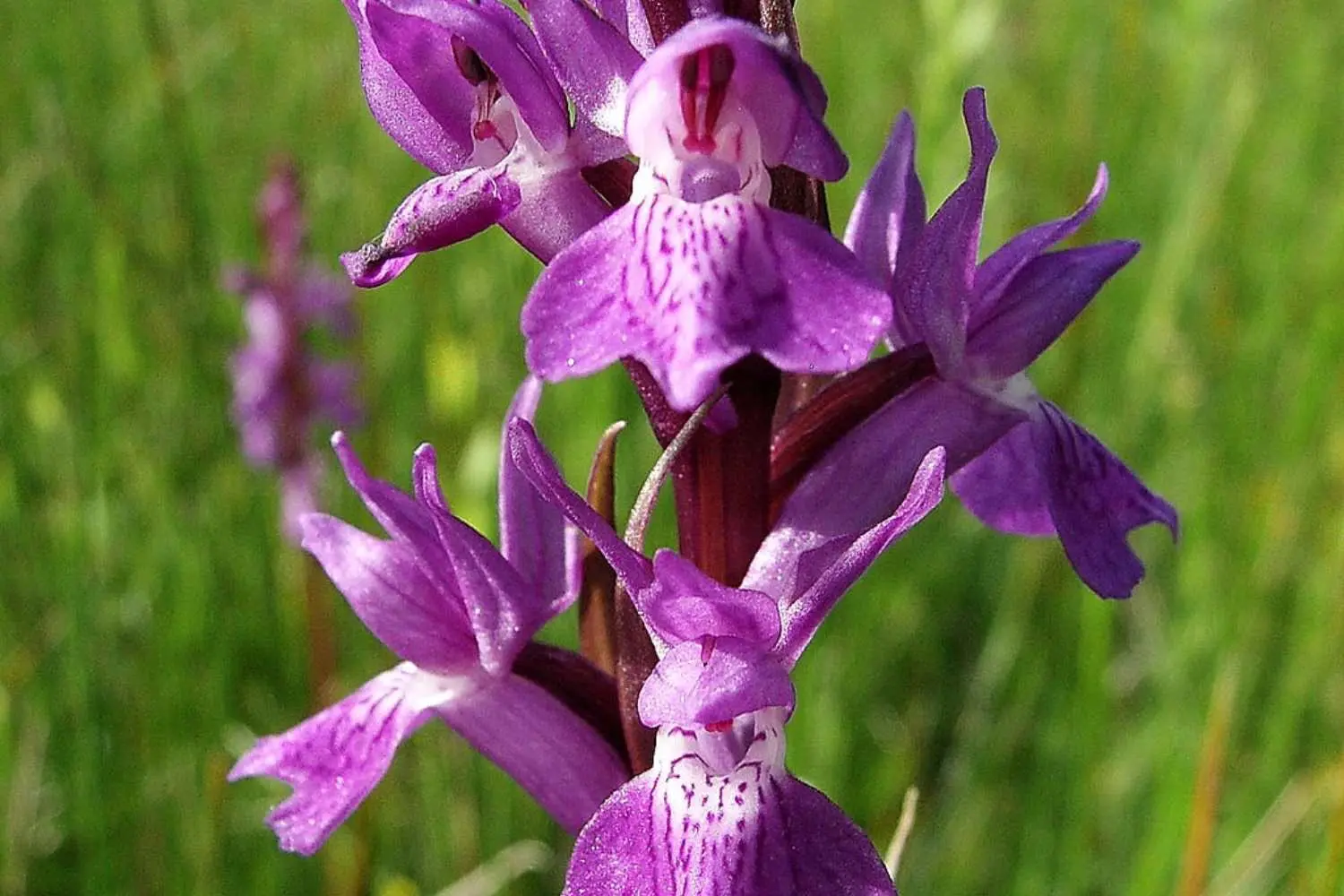 Orchidea di Osini, specie endemica ormai estinta