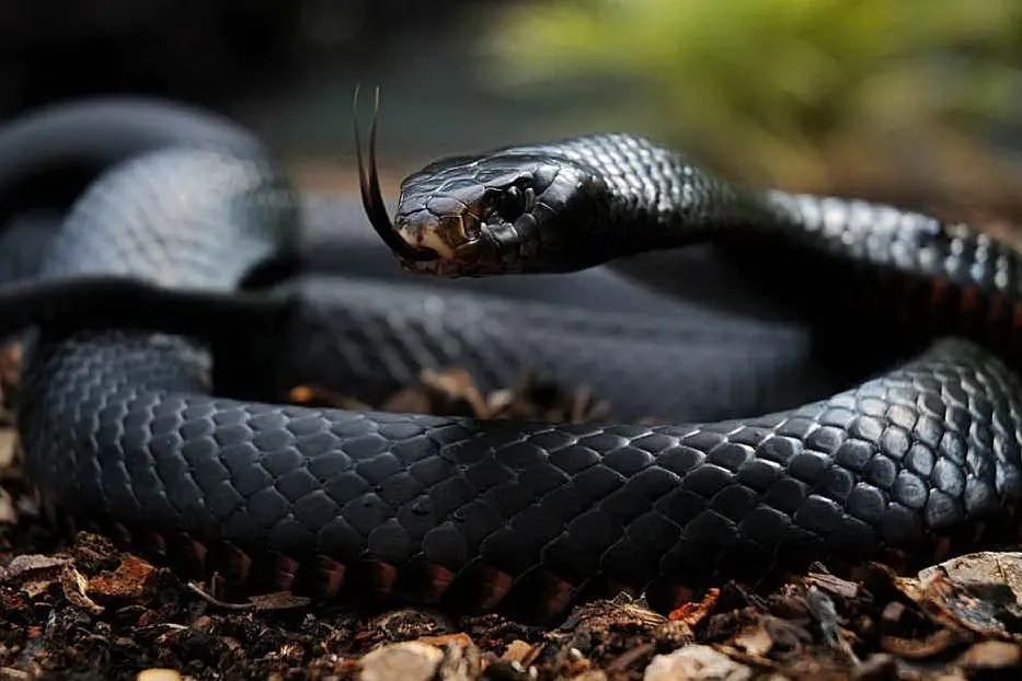 Un serpente