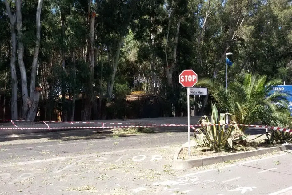La strada chiusa per la caduta di un albero (foto Alessandra Chergia)