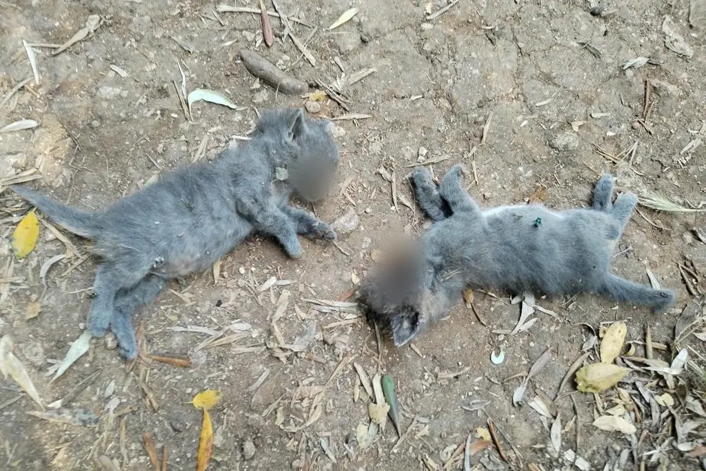 I gattini uccisi a Sassari (L'Unione Sarda)