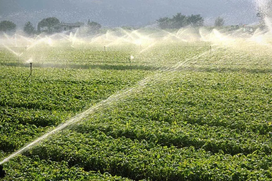 Un campo irrigato (immagine simbolo)
